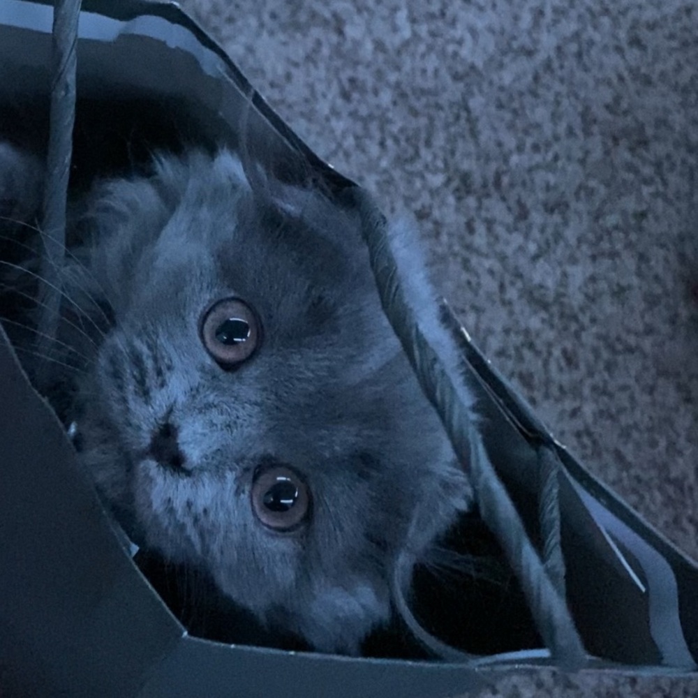 Meet your Posher, Leah